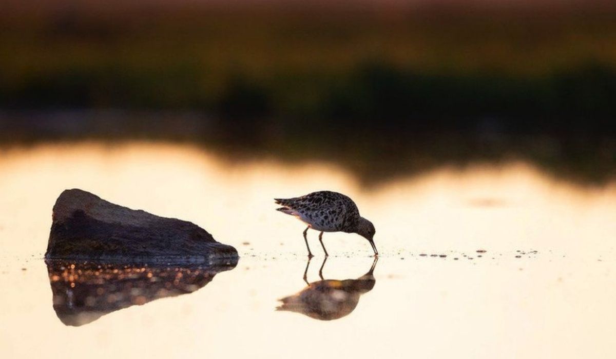 The study focused on wetlands and waterbirds